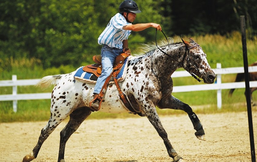 Лошадь породы аппалуза