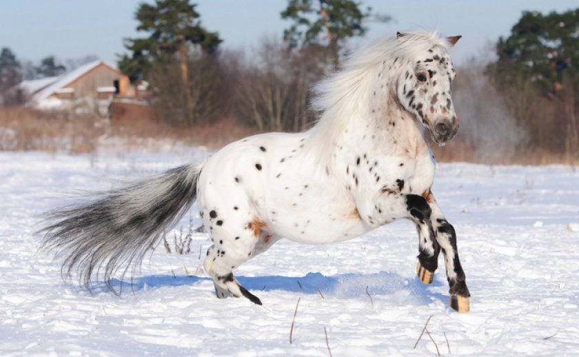 Лошадь породы аппалуза Лошадь породы аппалуза