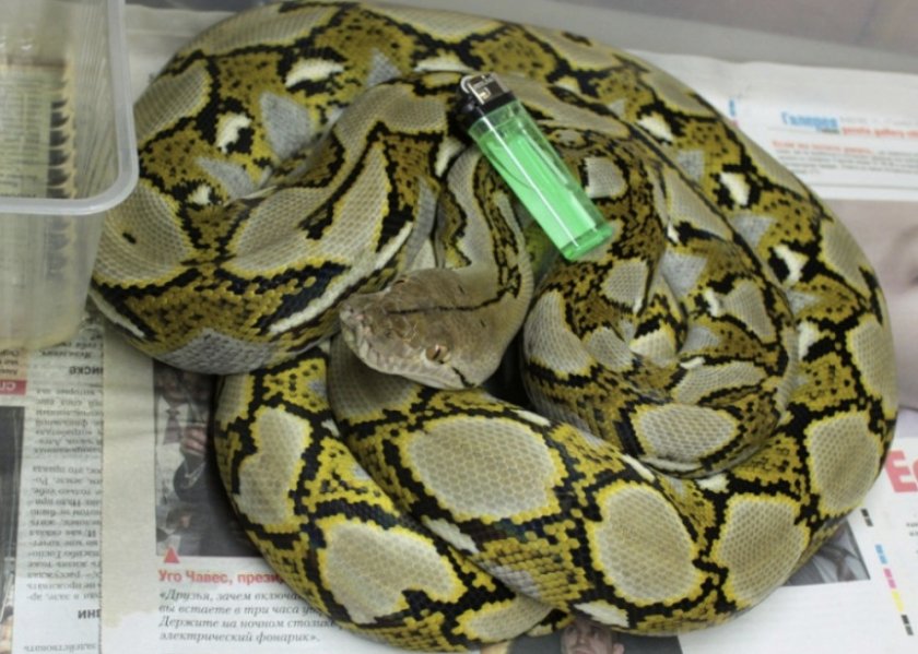 Сетчатый питон