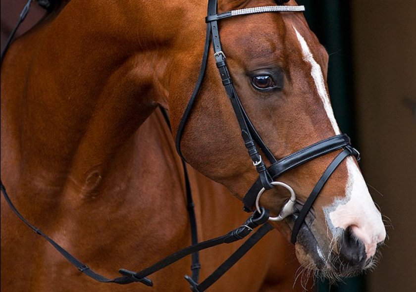Уздечки для лошади: виды и тонкости выбора
