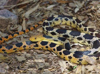 Где и как живут змеи в природных условиях и неволе
