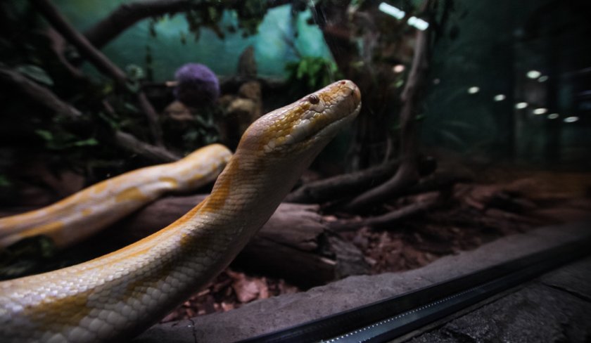 Змея в зоопарке