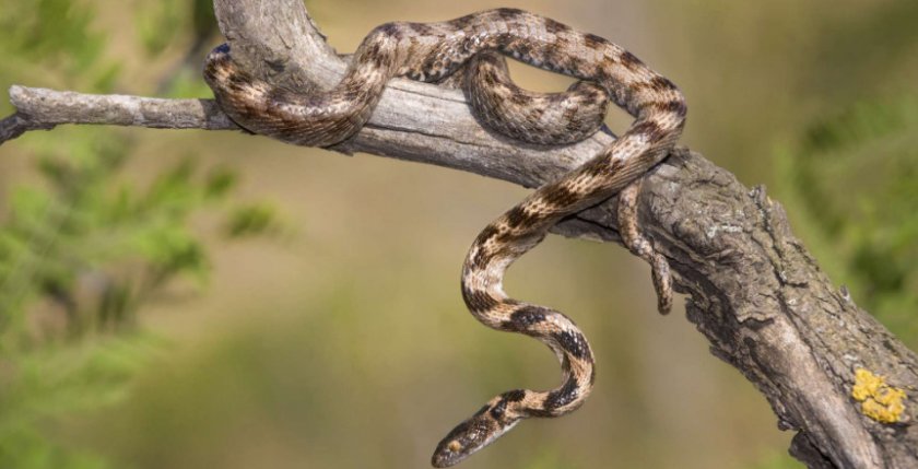 Змея в заповеднике
