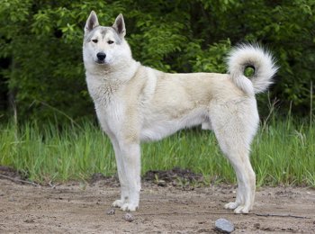 Популярные виды лаек с описанием и фото