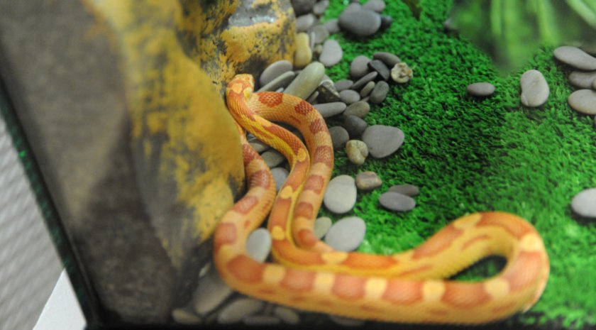 Змея в домашних условиях