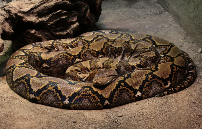 Сетчатый питон