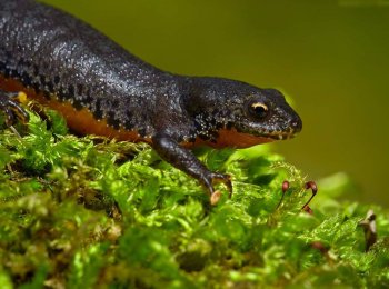 Как ухаживать за тритоном в аквариуме