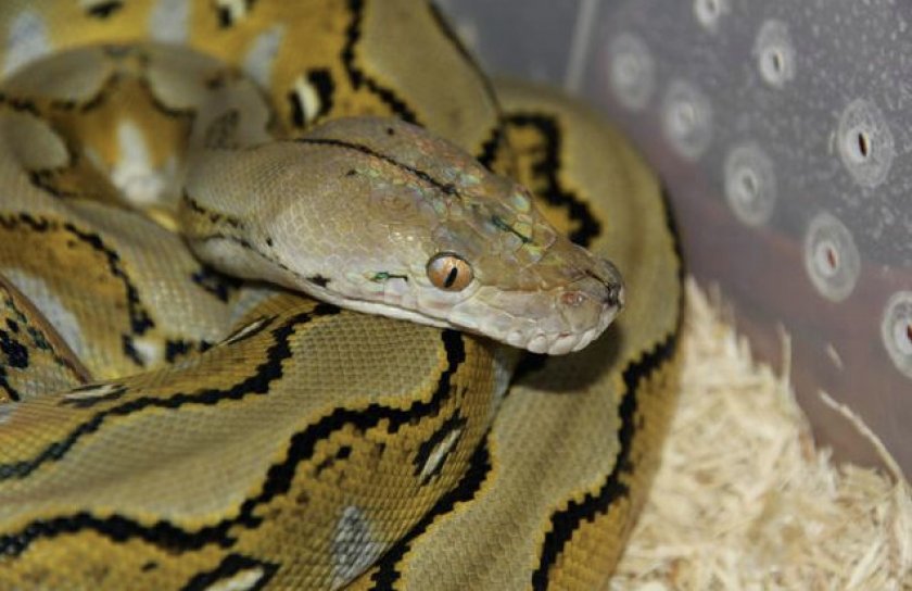 Сетчатый питон