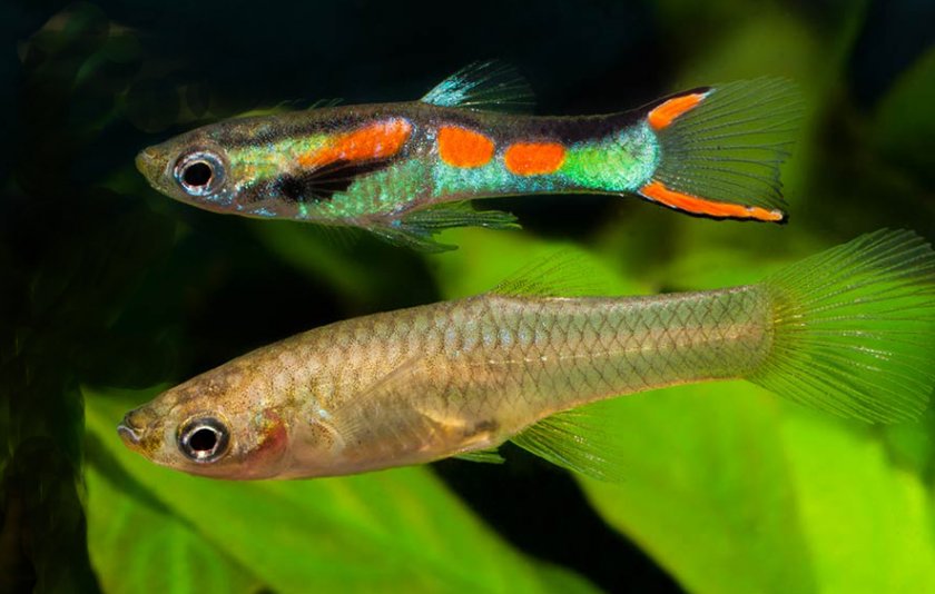 Гуппи Эндлера