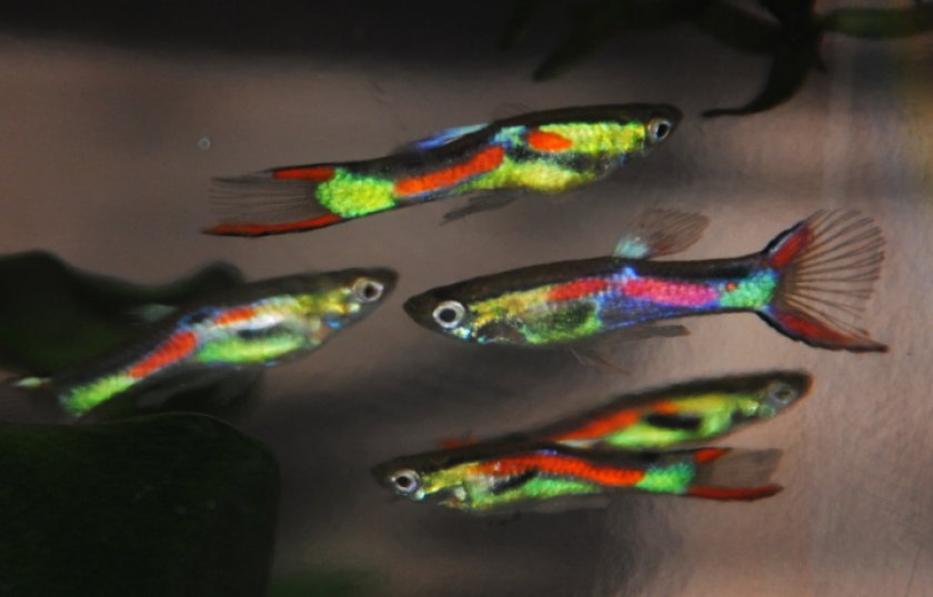 Гуппи Эндлера