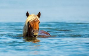 Лошадь плавает