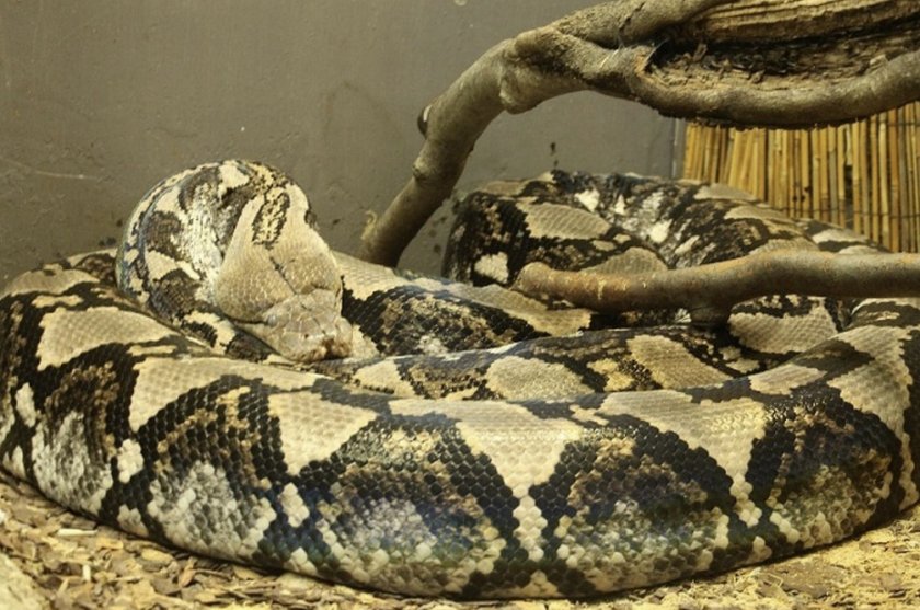 Сетчатый питон