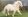 Миниатюрный шетлендский пони