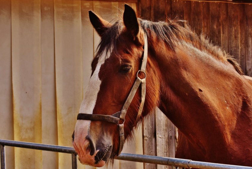 Лошадь в домашних условиях