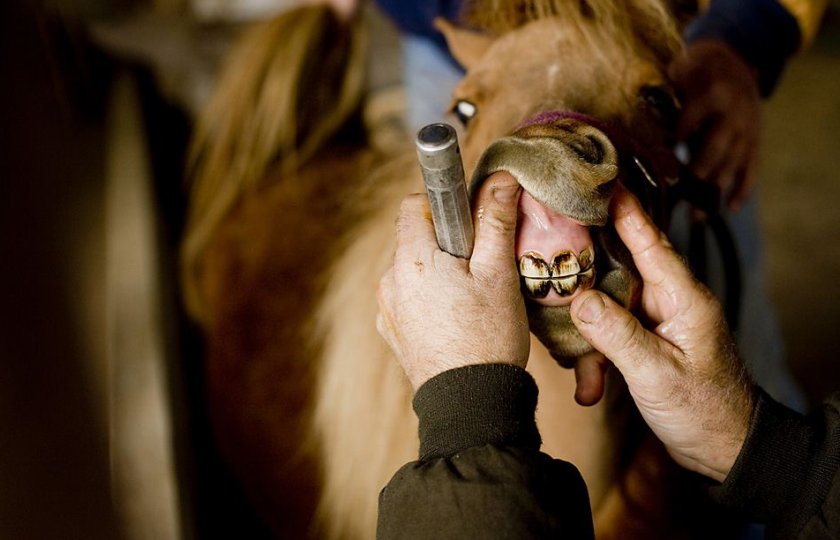 Зубы лошади