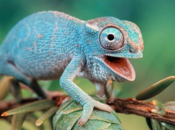 Описание и характеристика хамелеона, особенности содержания и ухода