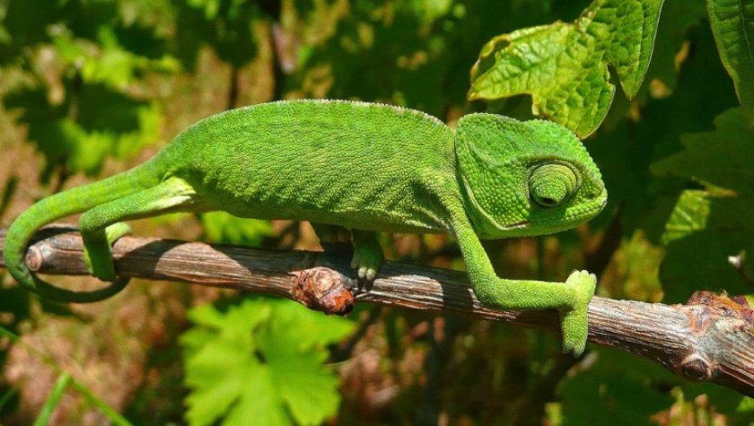 Хамелеон Хамелеон