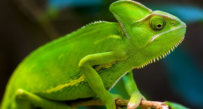 Хамелеон Хамелеон