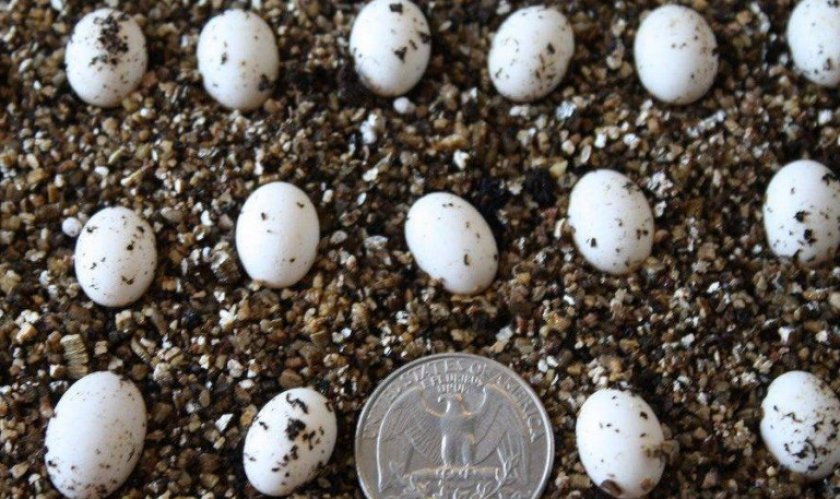 Яйца хамелеона Яйца хамелеона