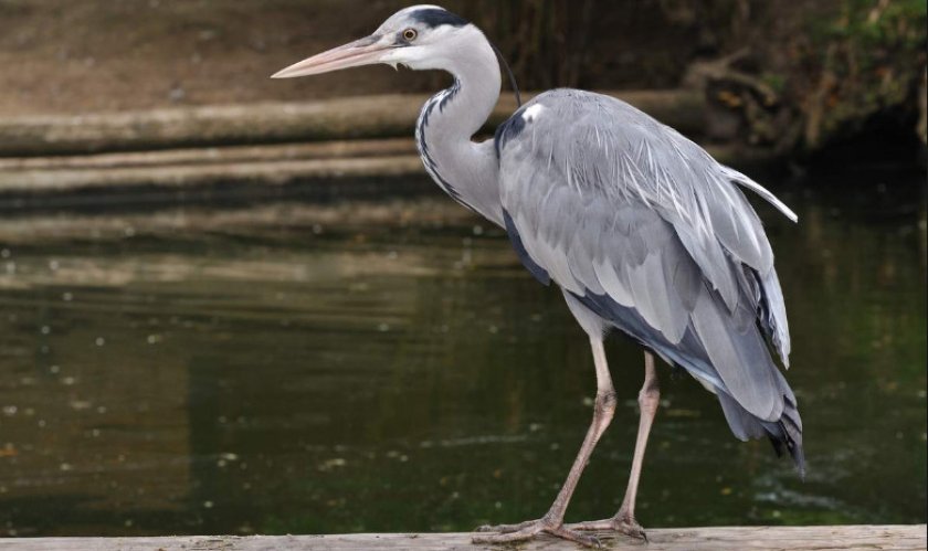 Цапля Цапля