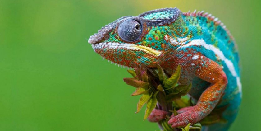 Пантерный хамелеон Пантерный хамелеон