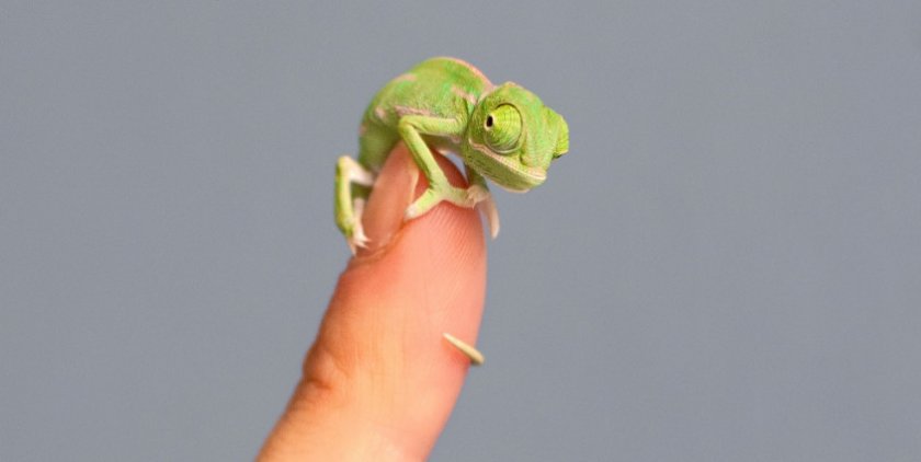 Карликовый хамелеон Карликовый хамелеон