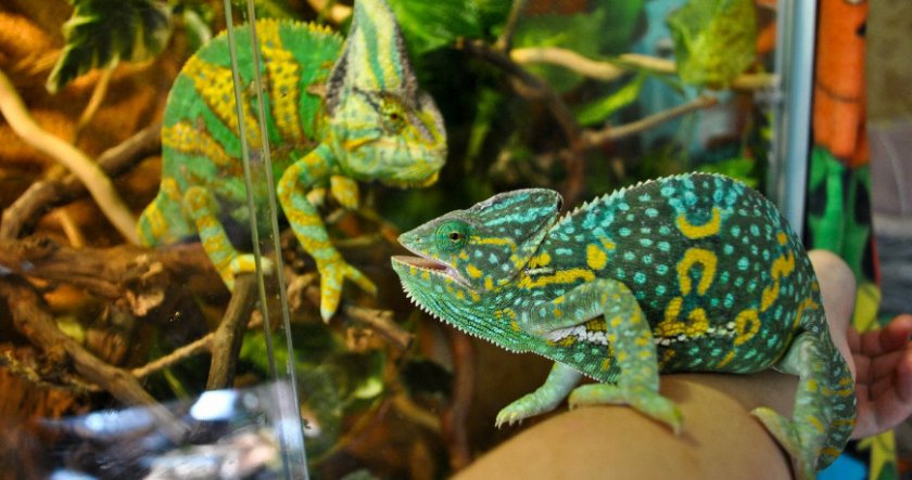 Йеменский хамелеон Йеменский хамелеон