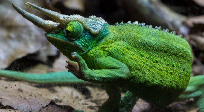 Хамелеон Джексона Хамелеон Джексона