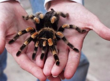 Домашний паук-птицеед: особенности содержания