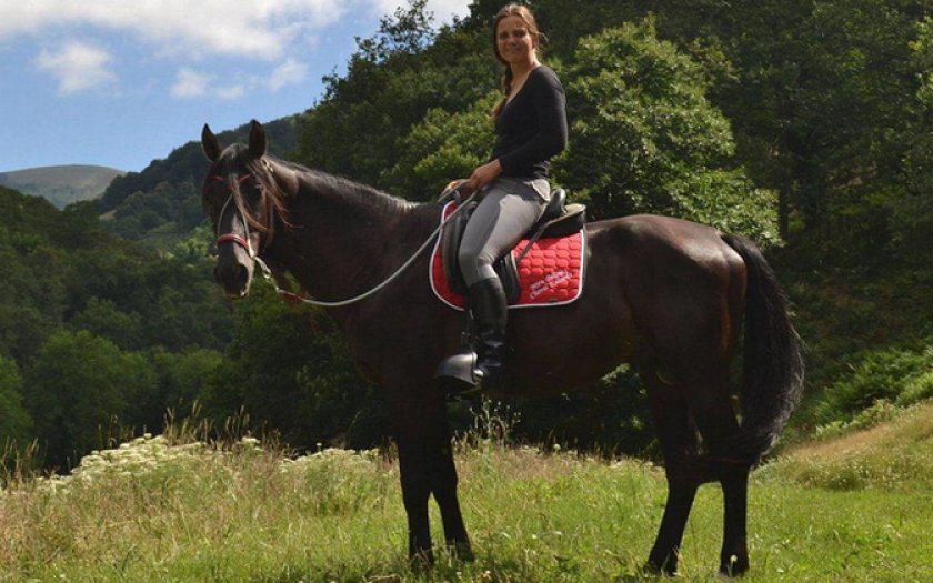 Кабардинская лошадь Кабардинская лошадь