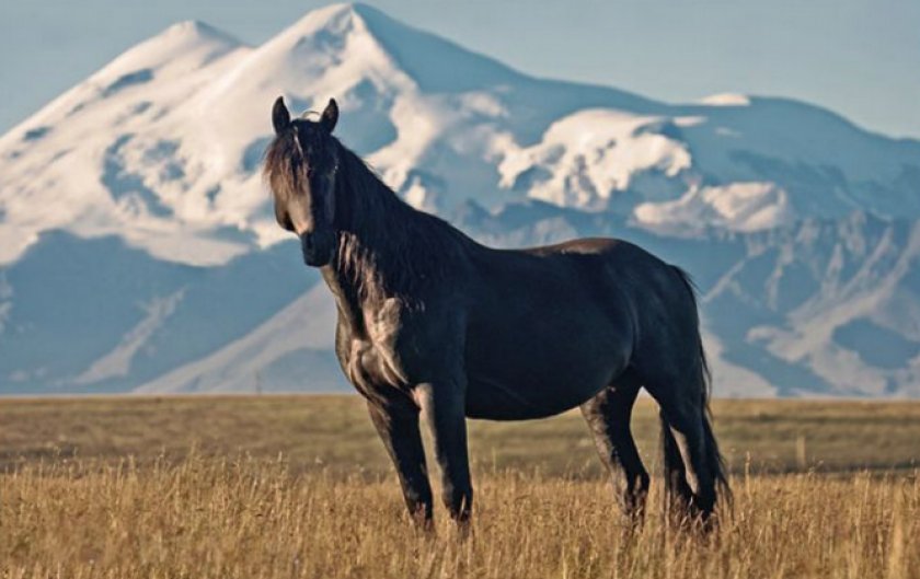 Кабардинская лошадь Кабардинская лошадь