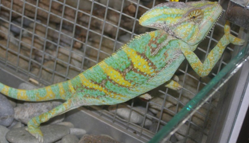 Хамелеон Хамелеон