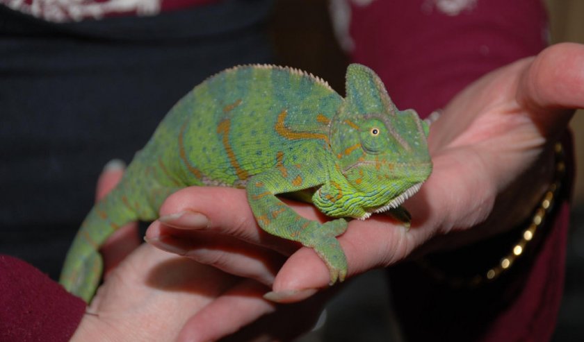 Хамелеон Хамелеон