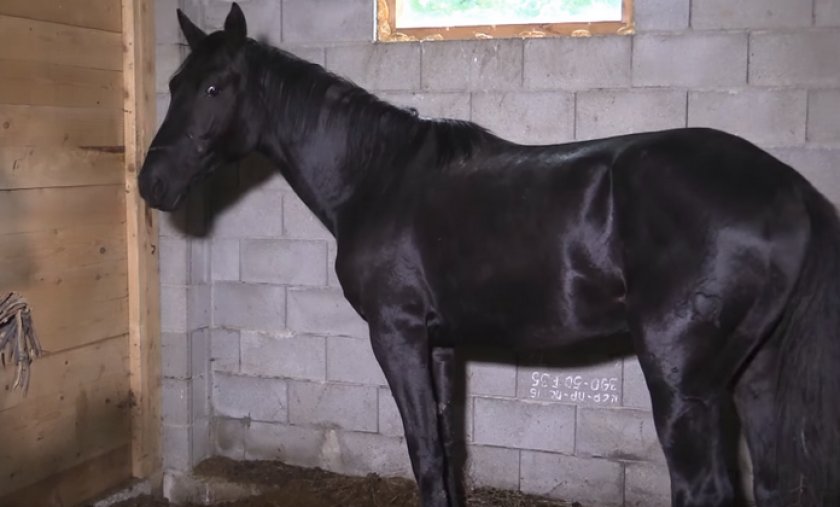 Лошадь в конюшне Лошадь в конюшне