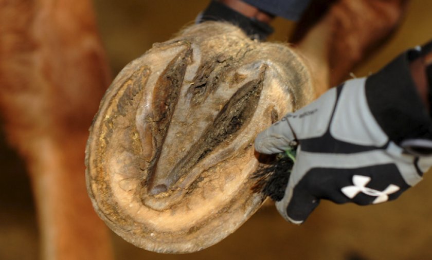 Чистка копыт лошади Чистка копыт лошади