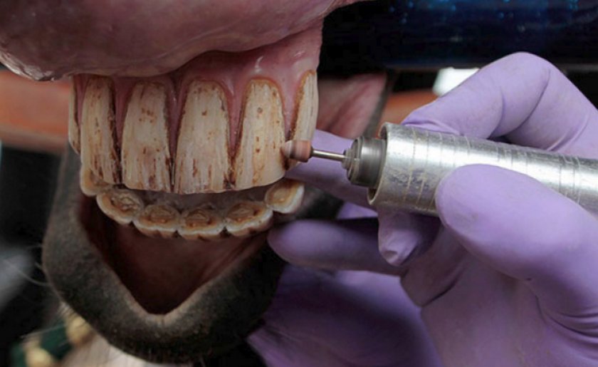 Уход за ротовой полостью лошади Уход за ротовой полостью лошади