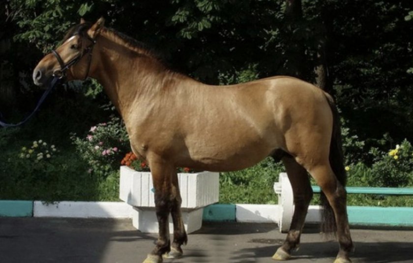 Темно-каурая масть