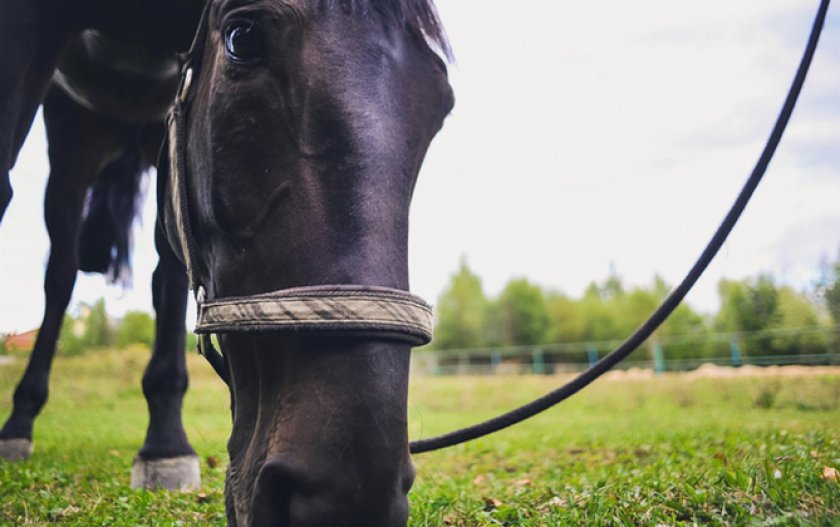 Кабардинская лошадь кушает Кабардинская лошадь кушает