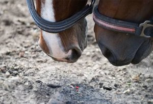 Строение желудка у лошадей: отделы, виды слизистой оболочки, диагностика патологий