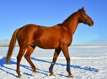 Английская скаковая лошадь: характеристика, содержание и уход