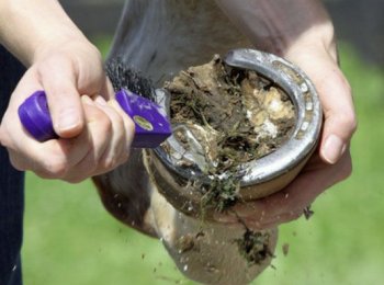 Копыта у лошади: зачем нужны, что внутри, как ухаживать и чистить