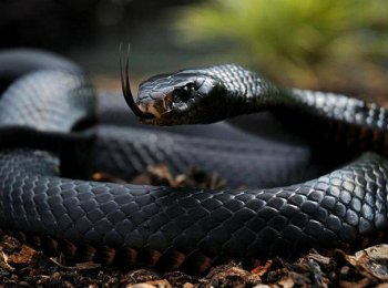 Виды змей, их названия и описание