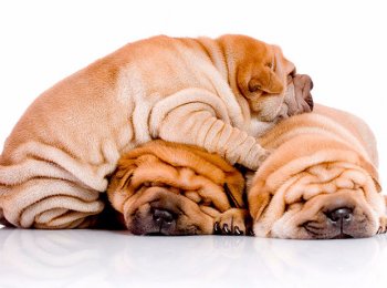 Родом из Китая: описание и особенности ухода за шарпеем