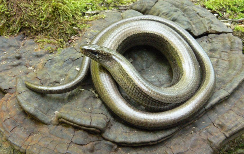 Веретеница ломкая