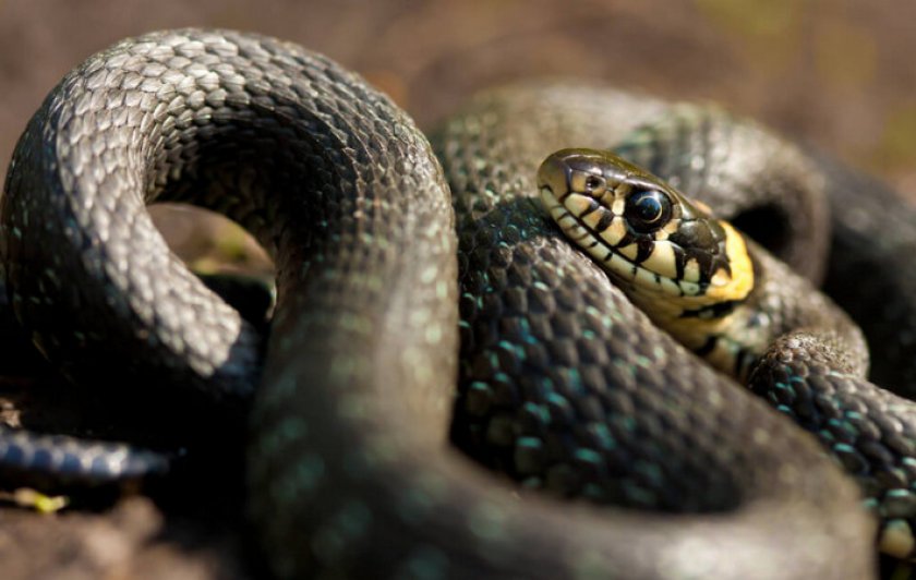Какие змеи не ядовитые для человека фото и название