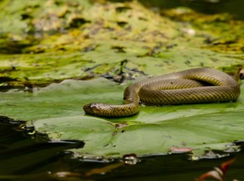 Водяные змеи: характеристика и особенности жизни