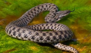 Водяные змеи