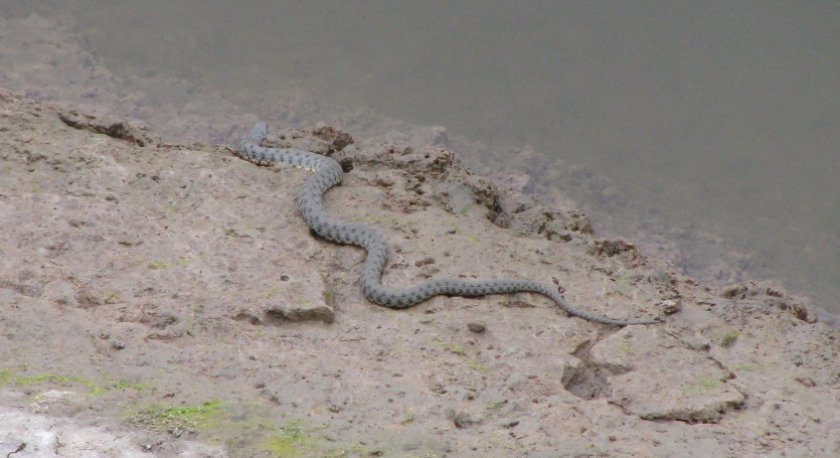 Водяные змеи