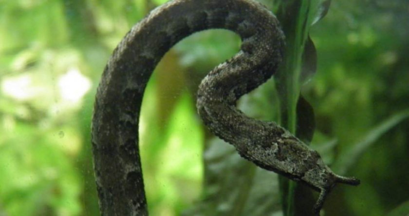 Водяная щупальценосая змея