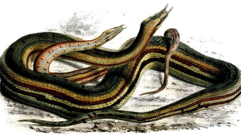 Щупальценосная змеи